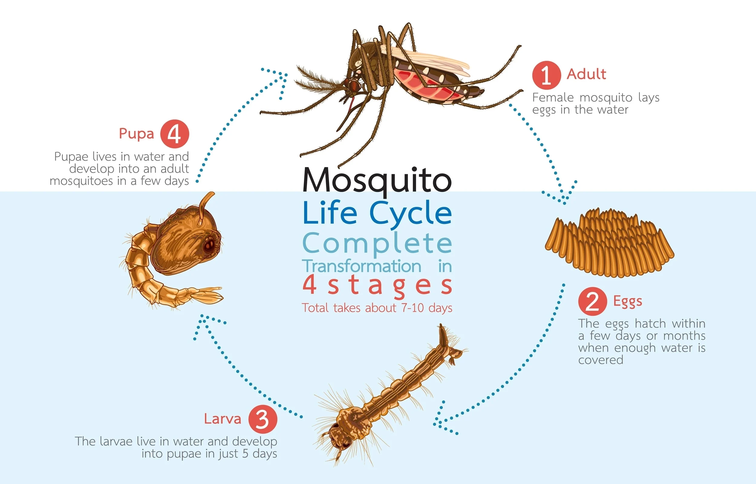 இலங்கையில் பாடசாலைகளுக்கு விடுக்கப்பட்டுள்ள டெங்கு அபாய எச்சரிக்கை!