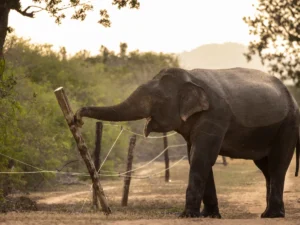 பயிர்களை அழிக்கும் யானைகள்: வாழ்வாதாரத்தை இழந்து தவிக்கும் விவசாயிகளின் மரணப் போராட்டம்